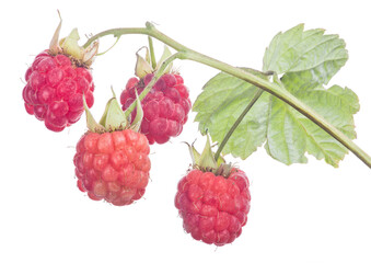 four pink raspberries with green leaf