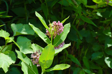 purple flower