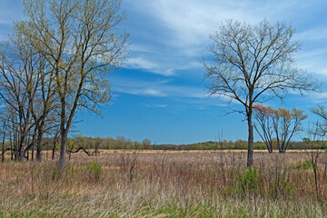 Obraz premium Forest and Wetland Habitat on a Sunny Day