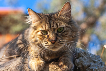 Obraz premium Long-haired tabby cat sits on the rocks and looks at the camera against a blurred natural background.