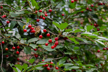 Nice branch of cherry berries at cloudy day 