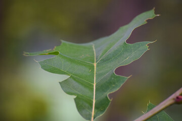 leaf