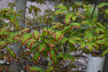 Naklejka premium dying leaves