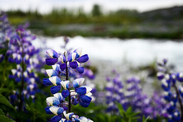 Obraz premium Lupinen