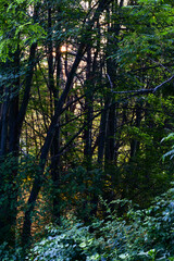 Fototapeta premium light through the woods