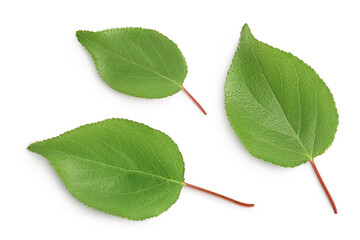 Fototapeta premium apricot leaf isolated on a white background with clipping path and full depth of field. Top view. Flat lay