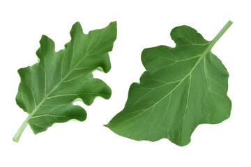 eggplant leaf isolated on white background with clipping path and full depth of field. Top view. Flat lay