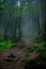 Path leading into a foggy forest