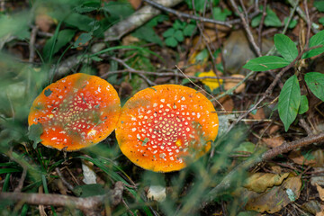 Two Fly agarics in the woods