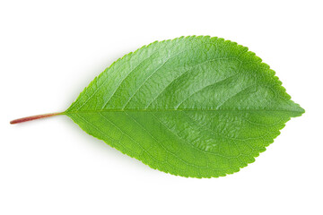 Fototapeta na wymiar cherry leaf isolated on a white background with clipping path and full depth of field. Top view. Flat lay