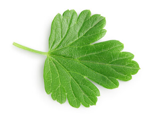 gooseberry leaf isolated on white background with clipping path and full depth of field. Top view....