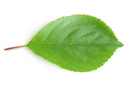 cherry leaf isolated on a white background with clipping path and full depth of field. Top view. Flat lay