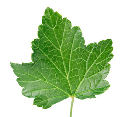 Obraz premium currant leaf isolated on white background with clipping path and full depth of field. Top view. Flat lay