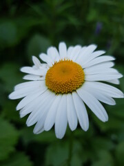 Obraz premium daisy flower closeup