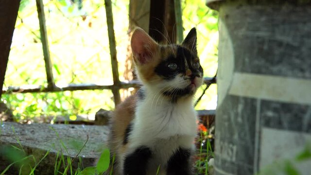 Kitten playing in the garden