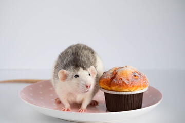 Black and white rat eating sweet cake. Not on a diet.