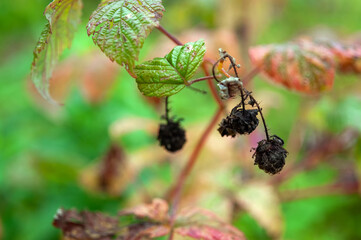 Black dry raspberries in the autumn garden, selective focus.