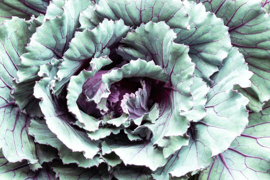 Top View of a Fresh Kale