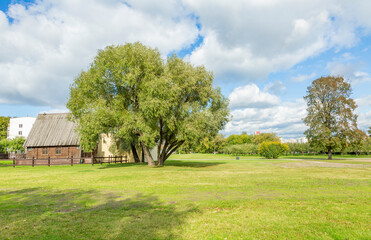 Bicentennial deciduous tree in a city park during the day