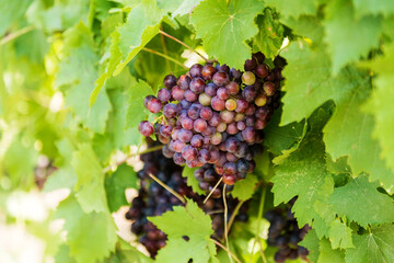 Grape Branches. Ripe juicy grapes on vine in the garden. Sunny vineyard grapes background