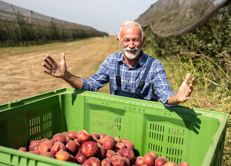 Farmer with crate full of apples in modern orchard