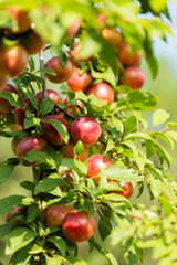 Red Prunus cerasifera is species of plum known by common names cherry plum and myrobalan plum. Plum ripe. Ripe juicy fruits on plum tree in summer garden. Selective focus