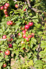 Red Prunus cerasifera is species of plum known by common names cherry plum and myrobalan plum. Plum ripe. Ripe juicy fruits on plum tree in summer garden. Selective focus