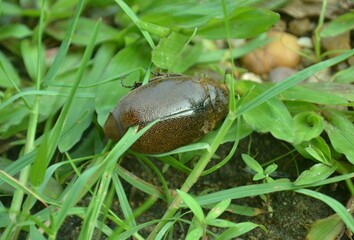 brown beetle perched on the green leaf