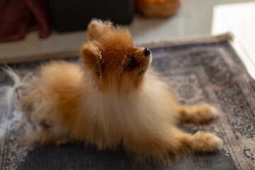 Pomeranian breed dog excitedly waits for food