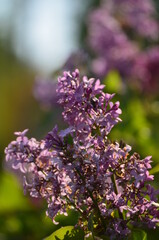 close up of lilac flowers