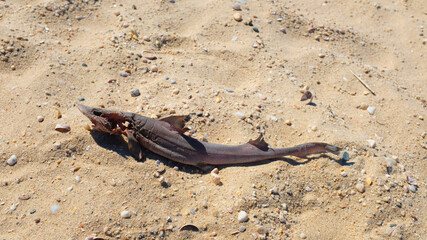 .Dead Baby Shark on Sandy Beach (Overhead)