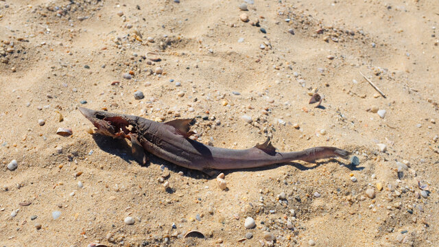 .Dead Baby Shark On Sandy Beach (Overhead)