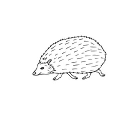 Vector hand drawn doodle sketch hedgehog isolated on white background