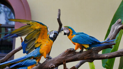 the blue-and-yellow macaw is a large, bright bird with a large wingspan