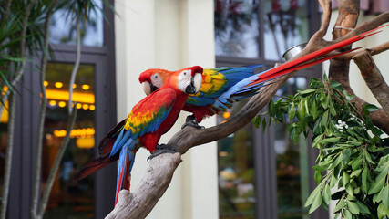 red and blue macaw parrots on a branch        