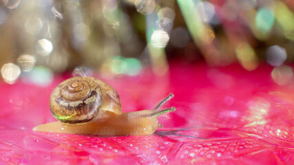 Macro Photography golden little snail on shiny pink with gold Christmas bokeh. Wide banner © Natasha 