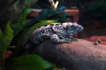 The Motaguahuan spiny (Ctenosaura bakeri) -tailed Iguana is a critically endangered species of iguana Spinytail                         