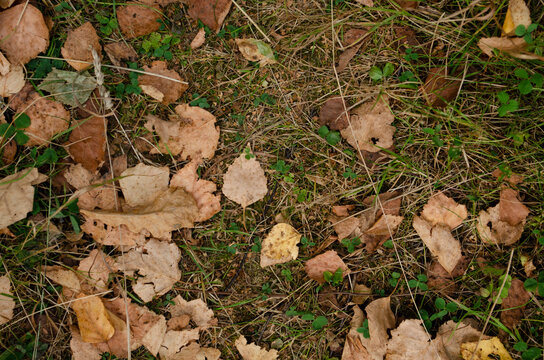 Brown dry tree leaves background on the forest floor/ Nature picture background.