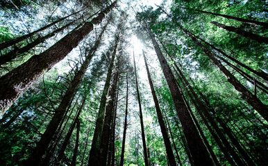 sun rays through trees