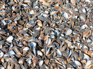 Authentic background of mussel shells in sand and grass. Blue mussel (Mytilus trossulus) shells picked at beach. Shells of mussels - Mytilidae sea grass, seaweed, algal with shells