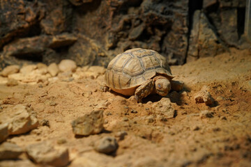 Geochelone sulcata land desert turtle        
