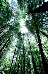 sun rays in forest trees