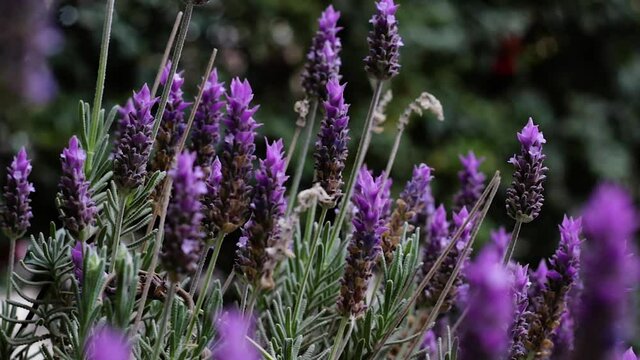 Beautiful lavender flowers blown by the wind.