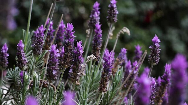 Beautiful lavender flowers blown by the wind.