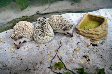 cute pet hedgehogs lie on the sand                               