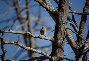 Bird on a tree. Blue sky. Wild American Dipper on Branch. 1.