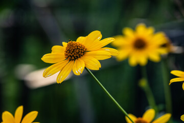 Nice summer field flowers after the rain nature weather