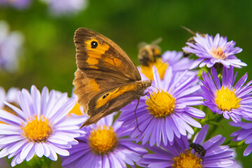 Beautiful butterfly feeding on a bright pink flower closeup.