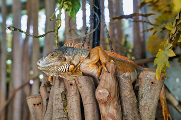 Fototapeta premium iguana is a genus of large arboreal lizards in the family Iguanidae 