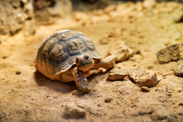  Geochelone sulcata land desert turtle     